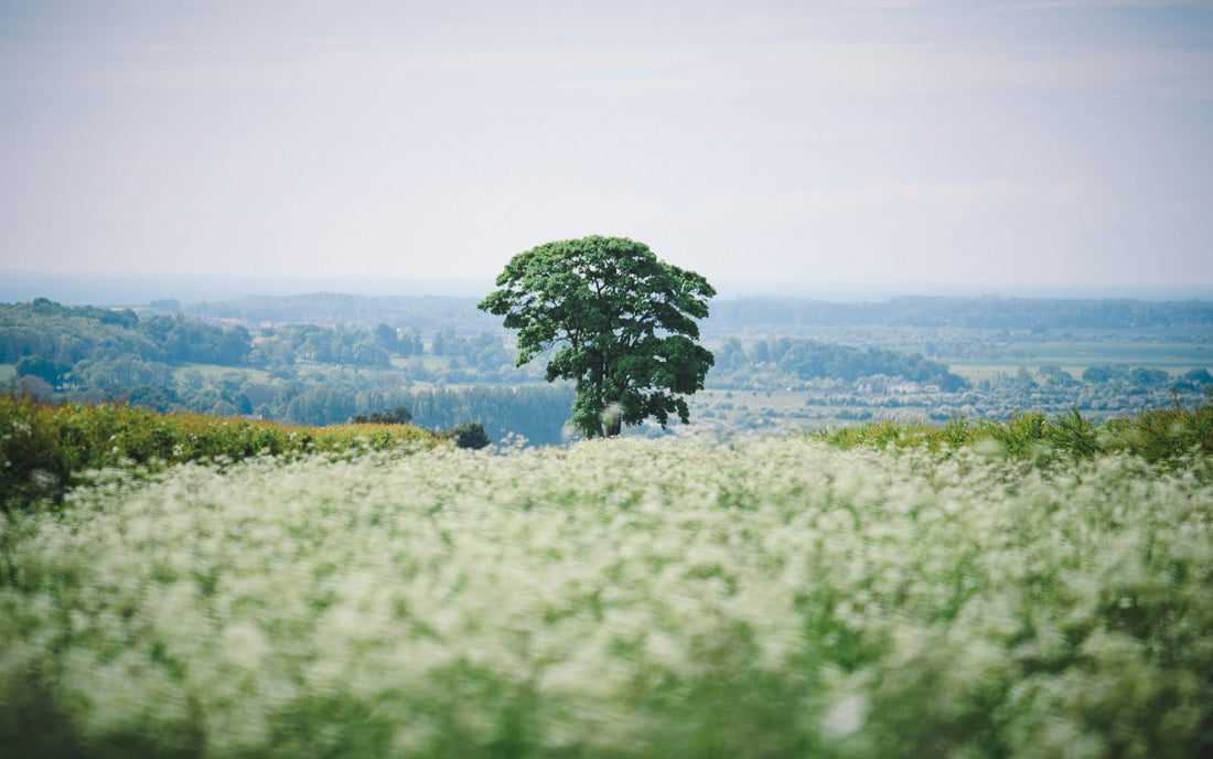 arbre-vert-leasing-mobilier-mobelo